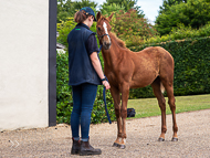 KS300622-63 - Cupboard Love's foal by Territories